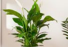 Einblatt (Spathiphyllum) Zu Hause Pflegen 